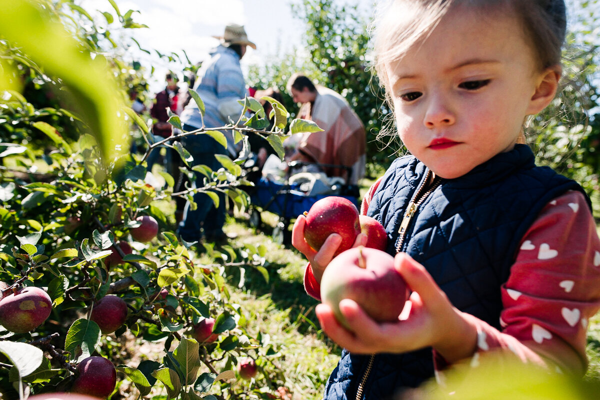 fall visit to apple picking farm near kingston ontario for a candid family photosession to capture documentary style family photos in the year in the life package