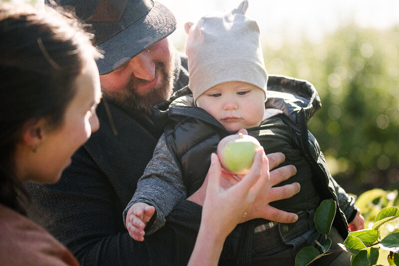 apple picking family documentary photosession at wynn farms near kingston ontario