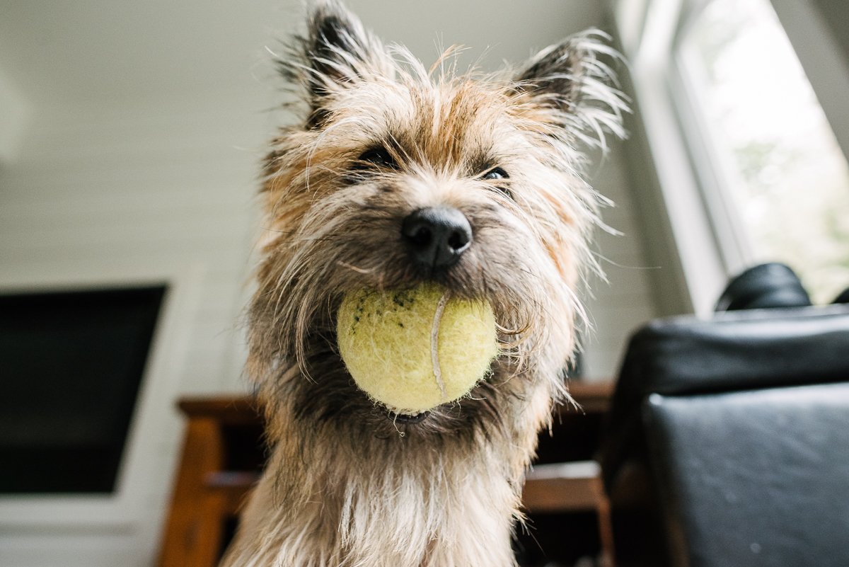 Picture of Cairn terrier pup holding ball in his mouth