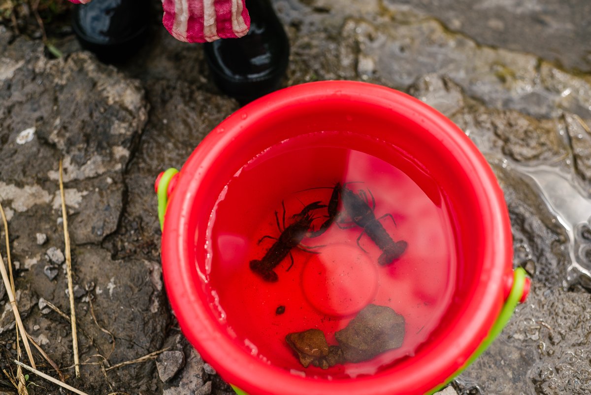 Crawfish in water in the bucket.