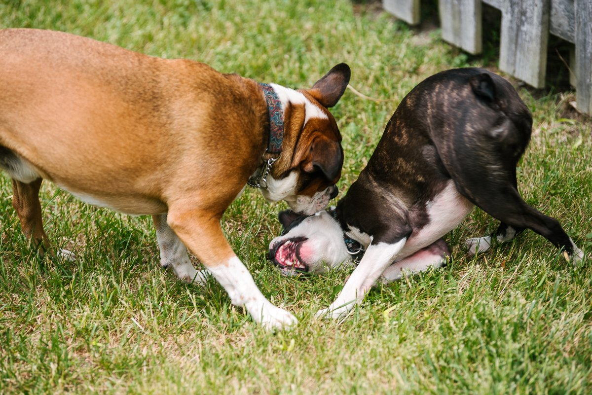 Dogs playing with each other in the garden.