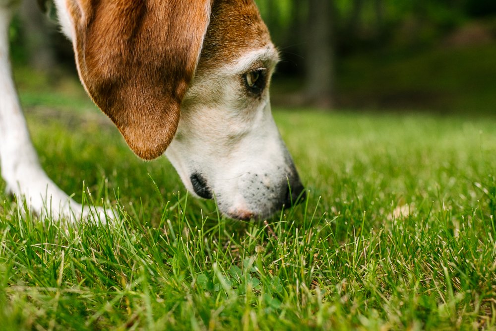 Closeup of a dog smelling the green grass