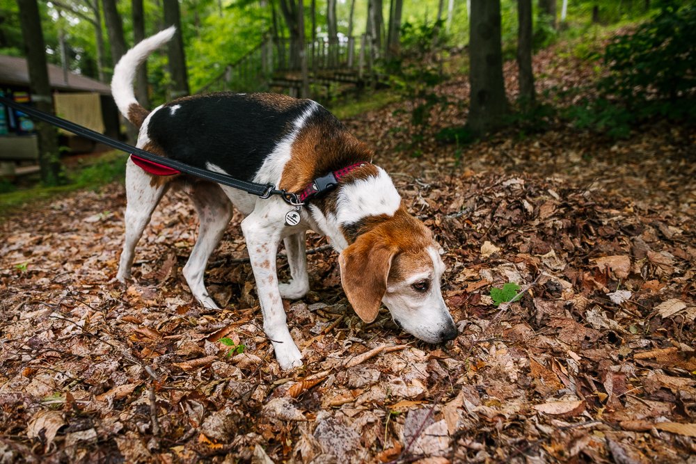 Closeup of a white brown black dog in the dried leaves