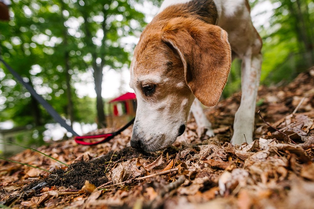 Closeup of a white brown black dog playing in the brown dried leaves. 