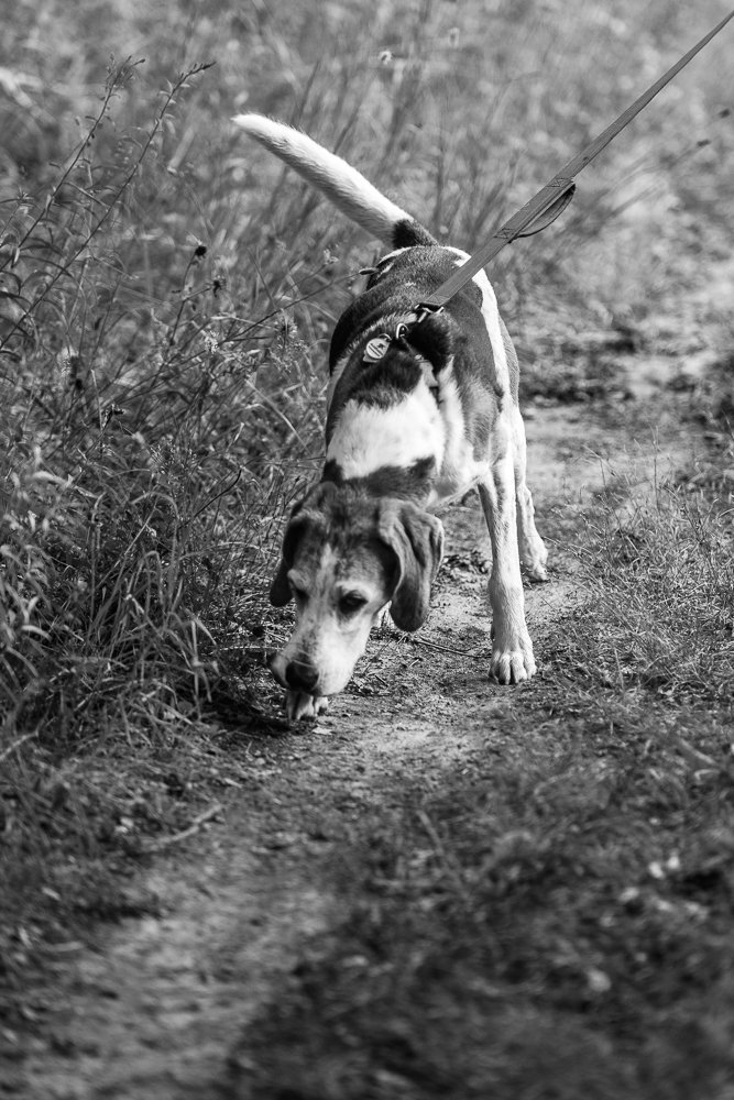Black and white picture of a dog smelling the ground while tracking
