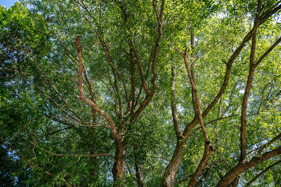 Dense trees near the beach