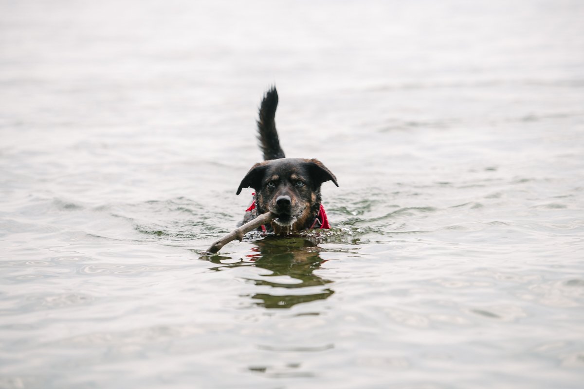 Dog swimming in the lake holding wood stem