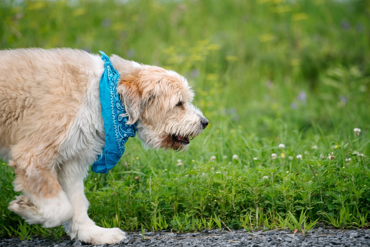 Fur baby walking in the garden wearing blue neck scarf