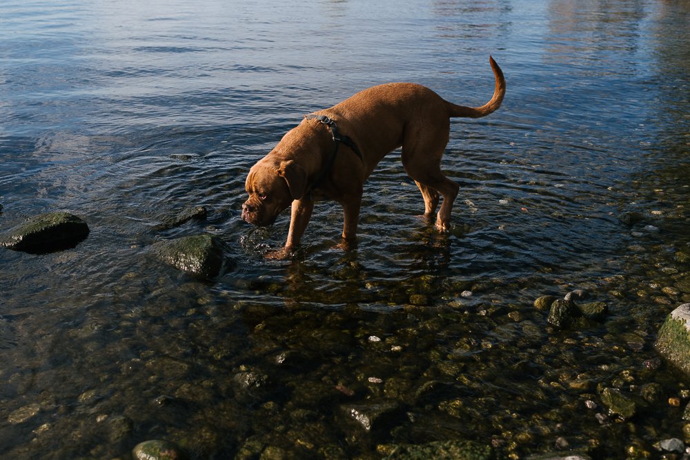 Dog enjoying in the lake moving around in water