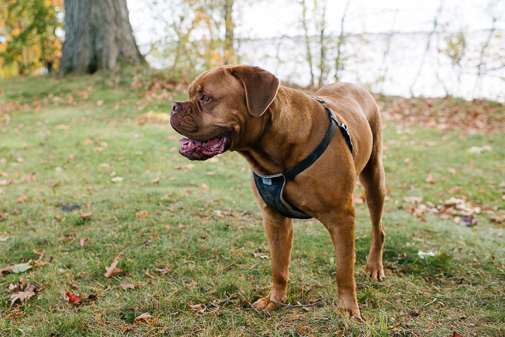 Side photo of the dog walking in the park