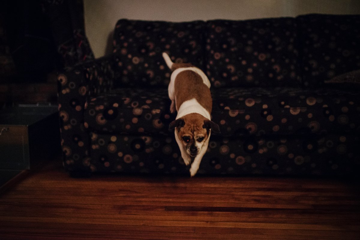 White and brown dog jumping off the couch