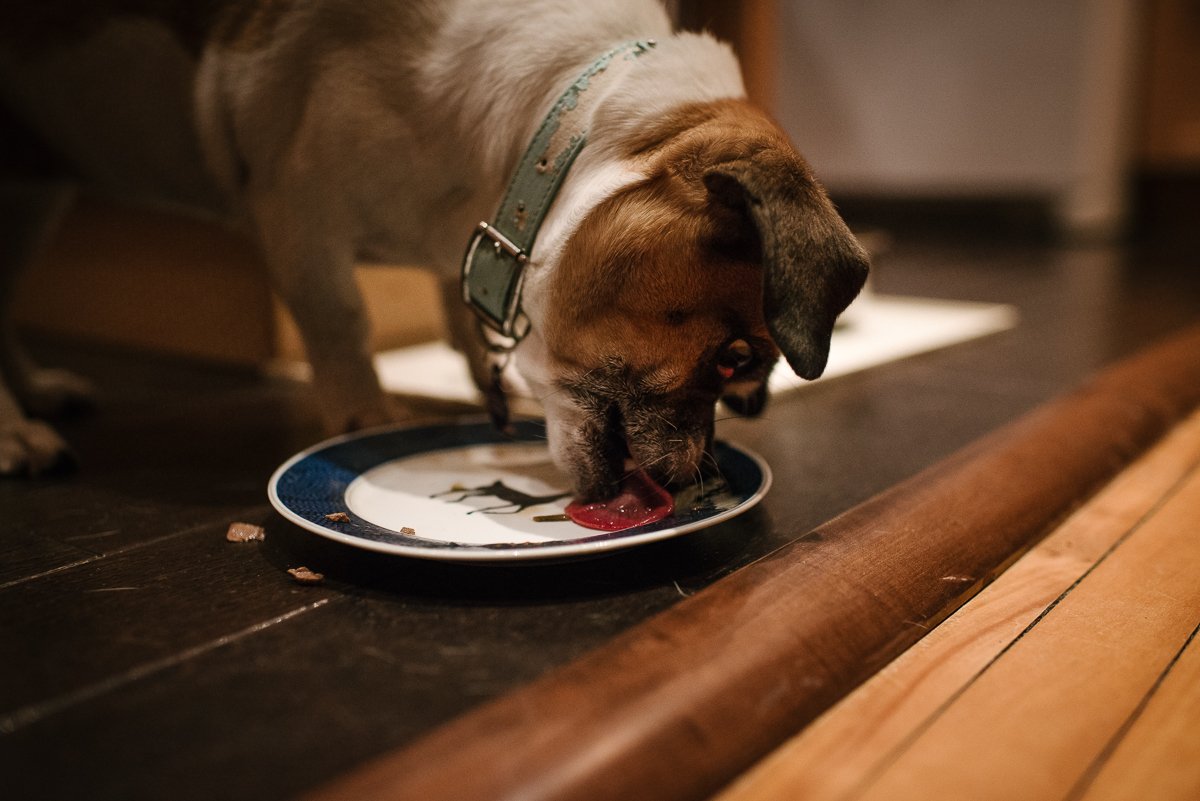 White and brown dog eating food from the plate lying on the floor