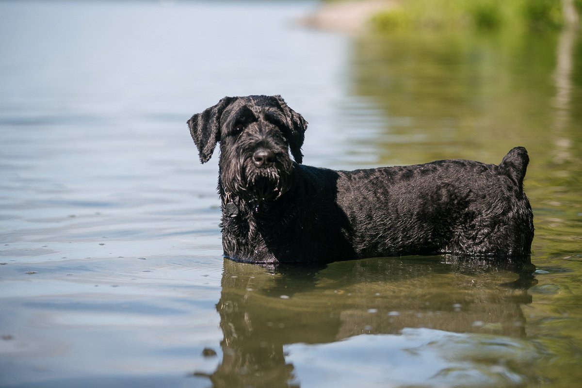 Black dog playing in the water.