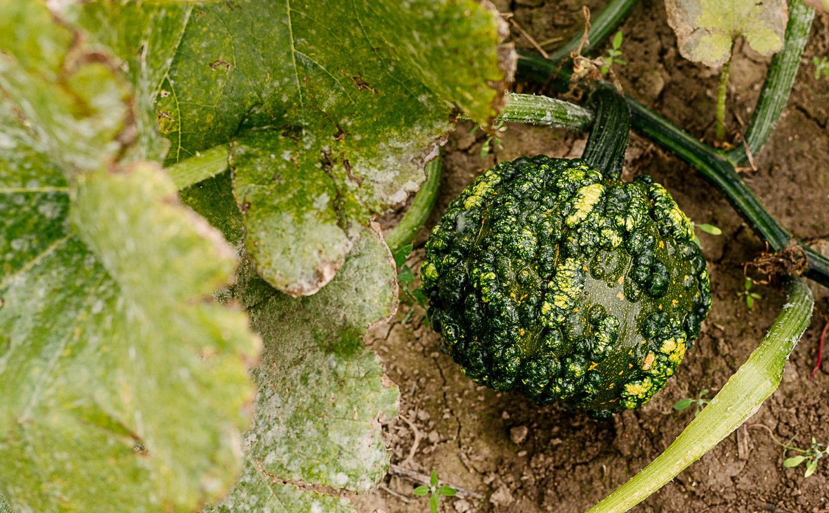 Big green pumpkin lying on the ground in the Wynn farms