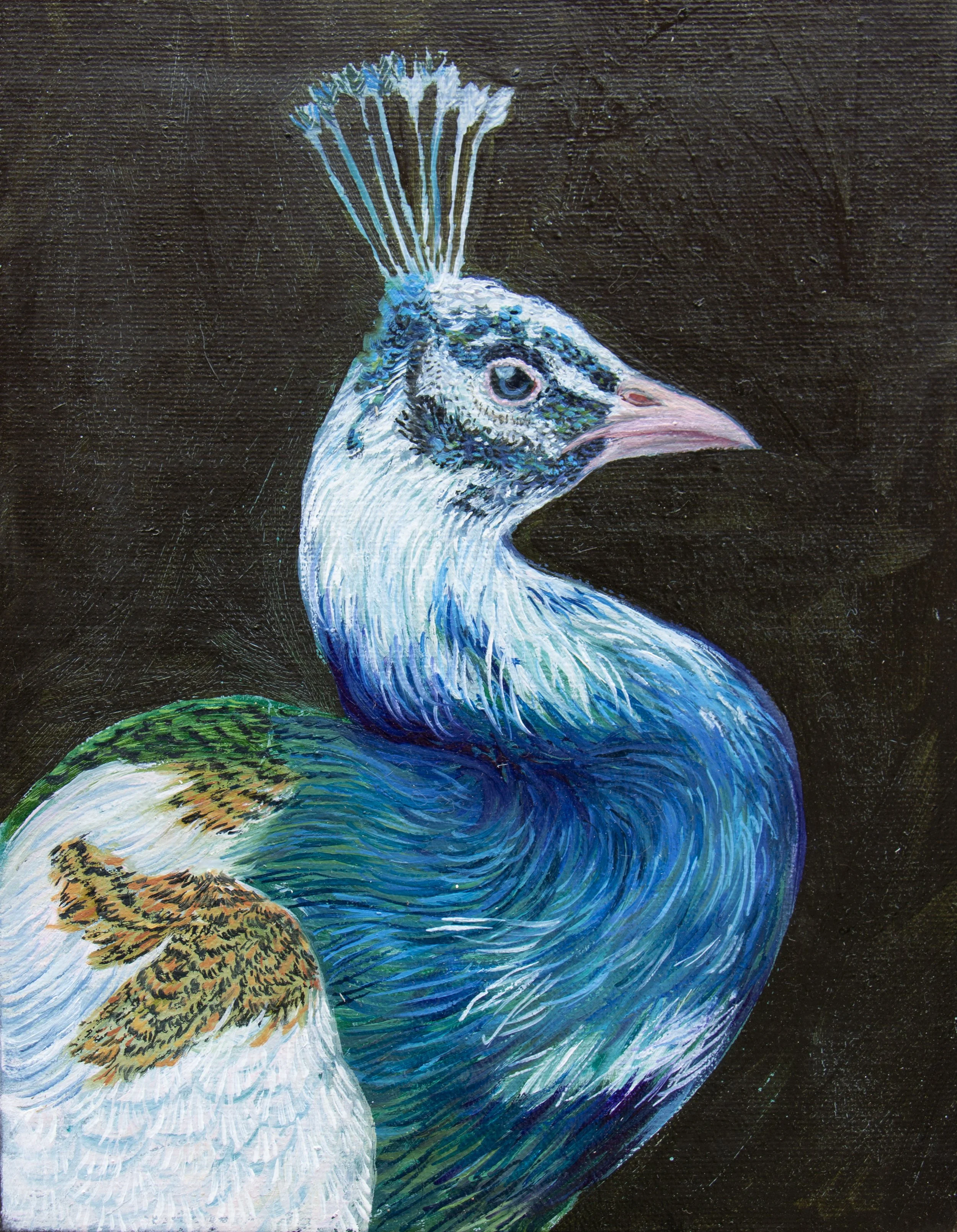 Nguyen-Peacock-9x7-2025 300.jpg