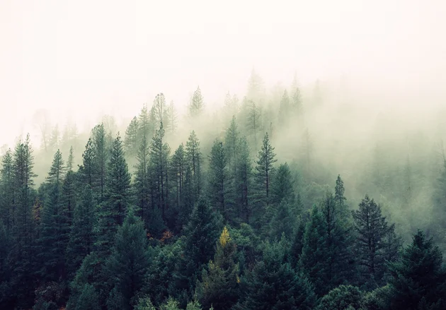 Nemophilist: One who is fond of forest or forest scenery; a haunter of the woods.