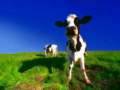 Chick-fil-A Eat Mor Chikin