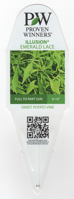 Ipomoea Sweet Potato Vine Illusion Emerald Lace.png