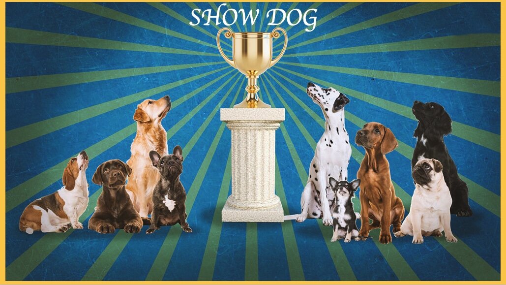 Show Dog