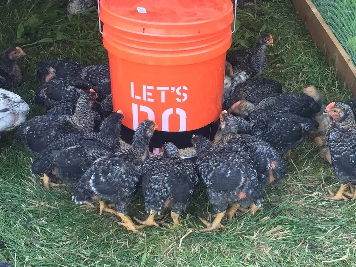 Chickens 1 Nom.JPG
