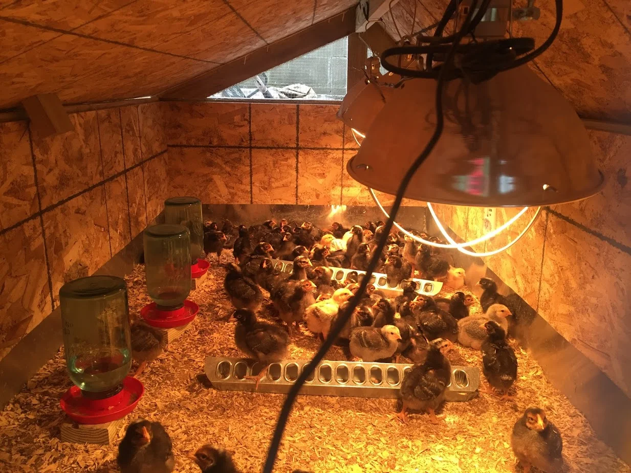 Chickens in the Brooder.JPG