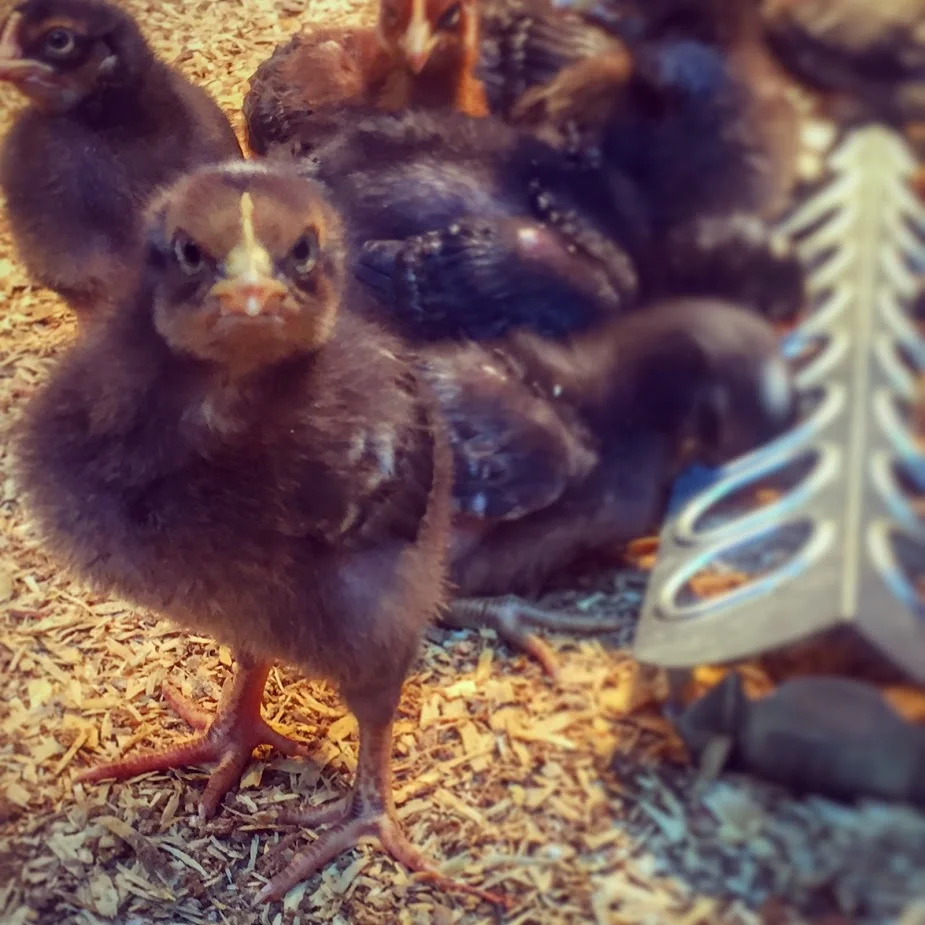 Chicks 1 Aggressive.JPG