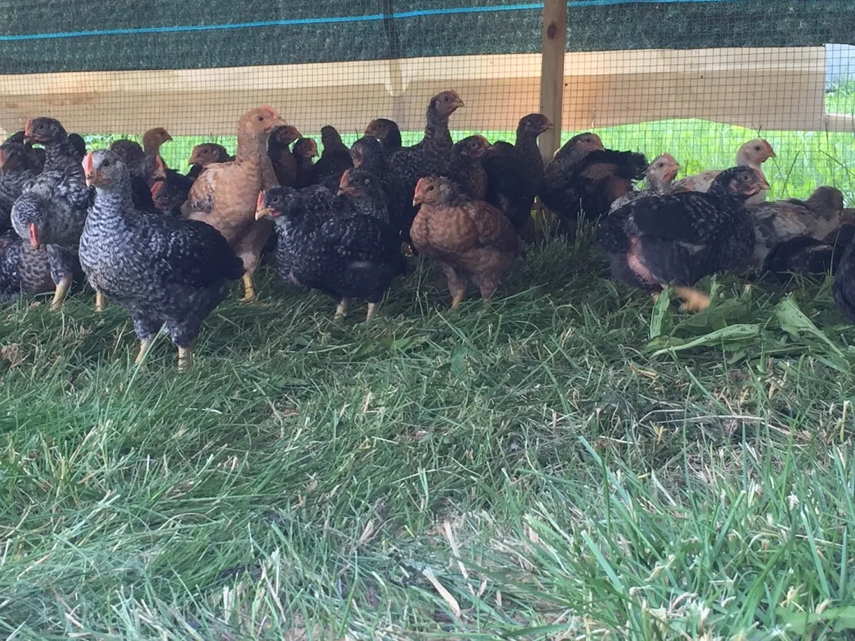 Chicks 1 Banner.JPG