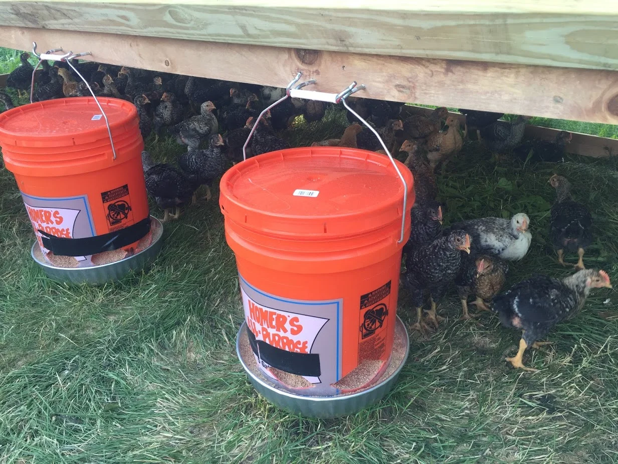 Chicks 1 Hide From Rain.JPG