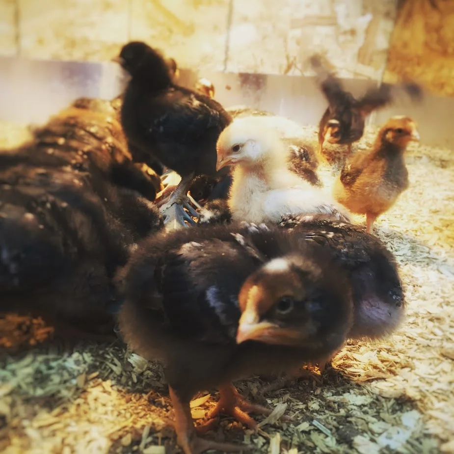 Chicks 1 Noms.JPG