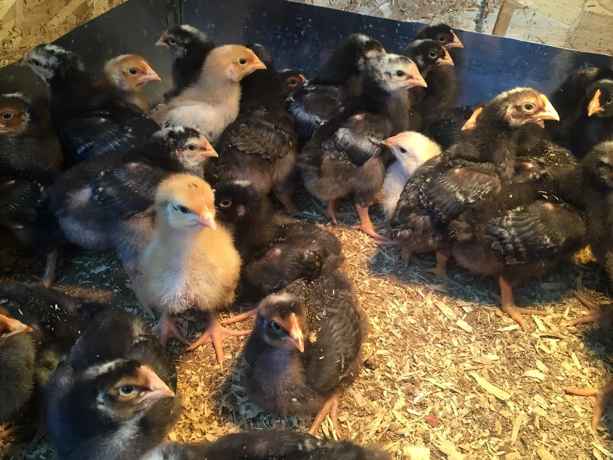 Chicks 1 Snuggle.JPG