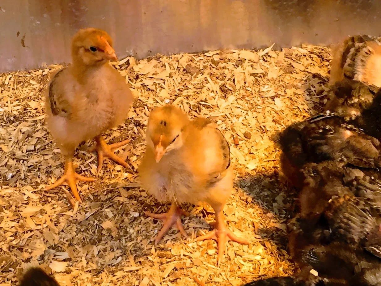 Chicks 1 Yellow.jpg