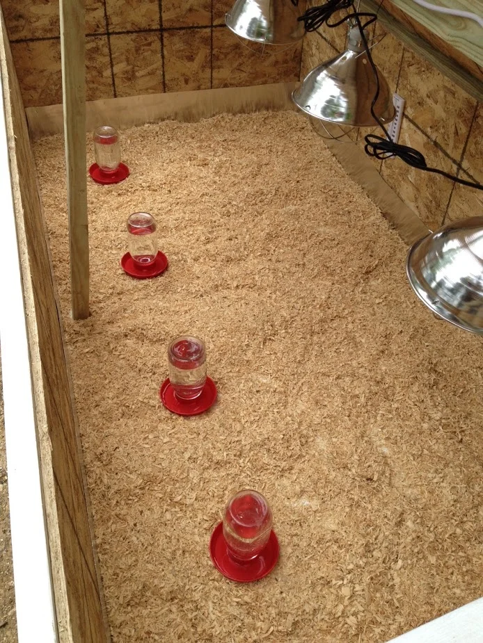 Brooder 5.JPG