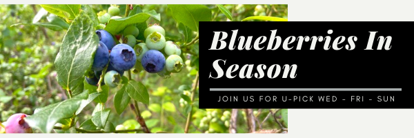 Blueberry U-Pick Open