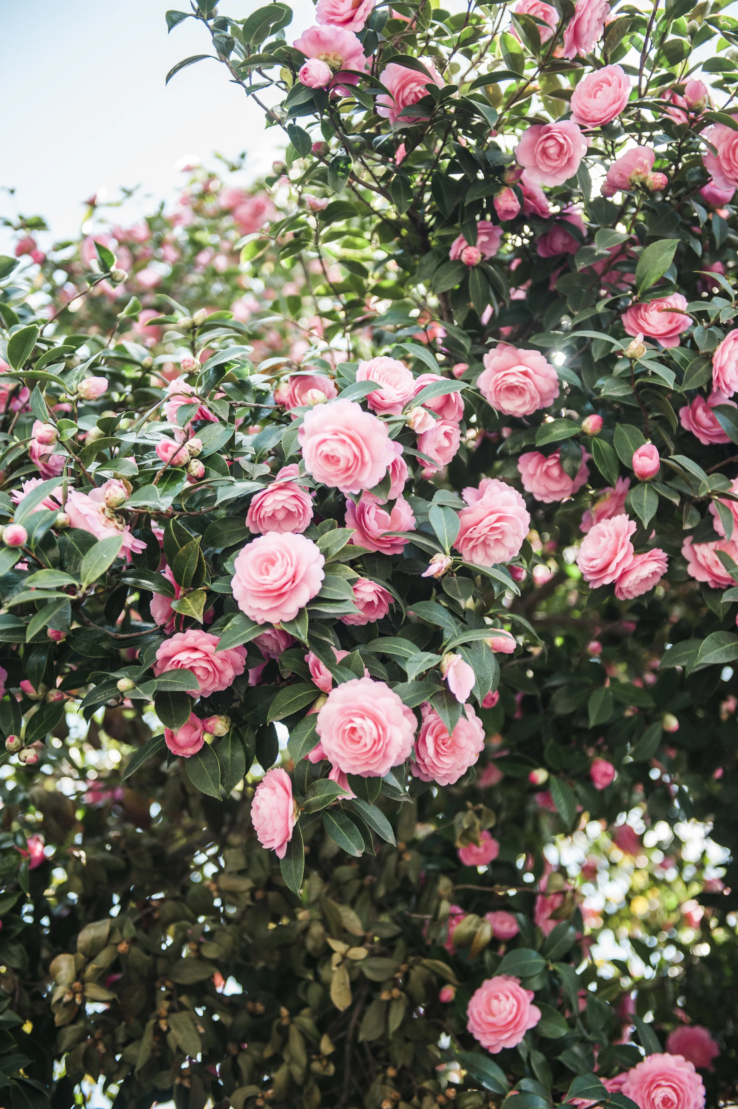 Film030.jpg