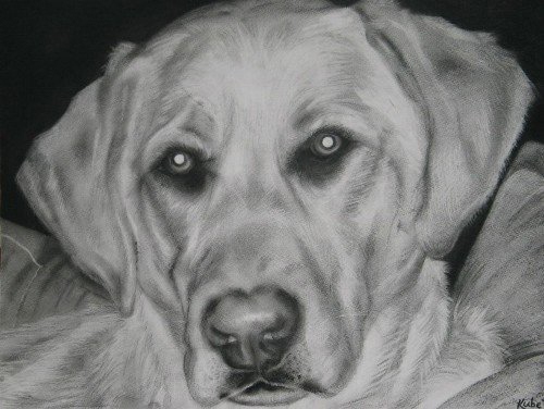 'For Linda' // 2006 // 16" x 24" // Charcoal on paper
