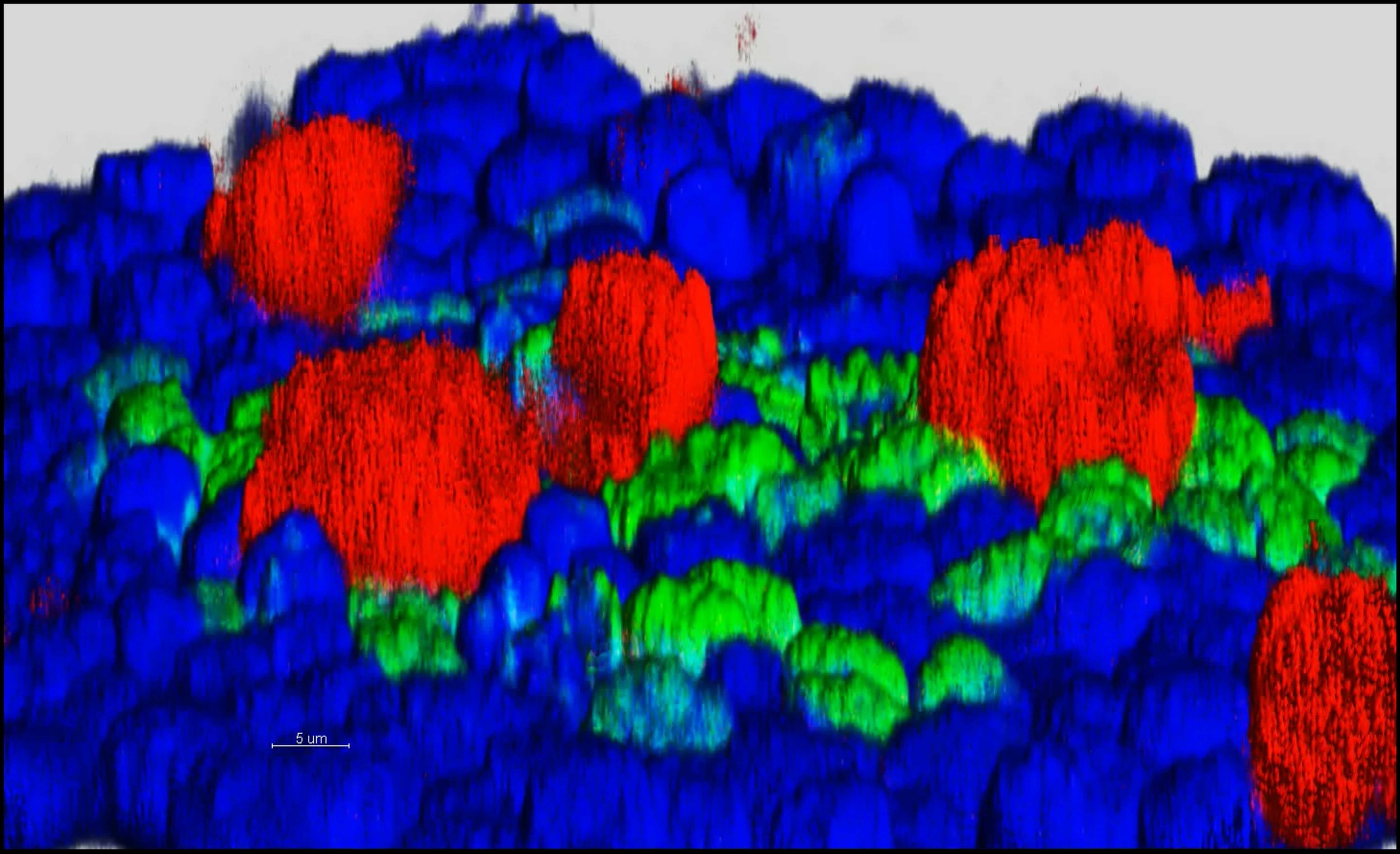 Cells (small intestine stem cells and Paneth cells)