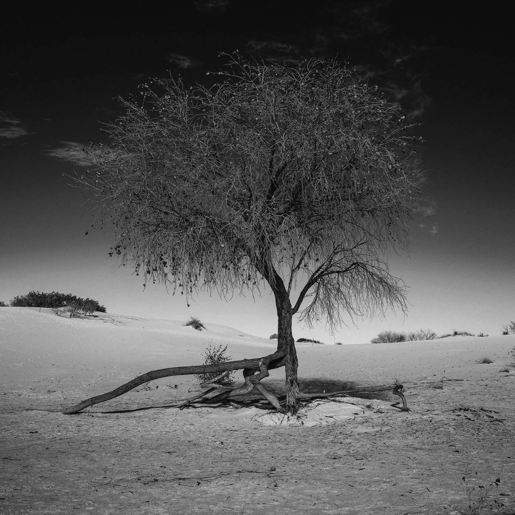 Square_Tree00.jpg