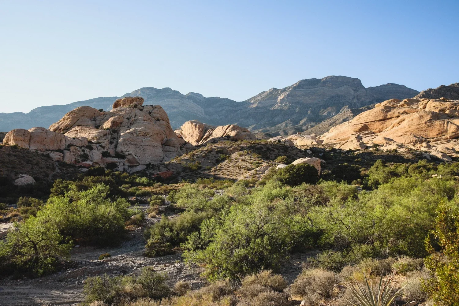RedRockCanyon_Nevada2021.jpg.webp