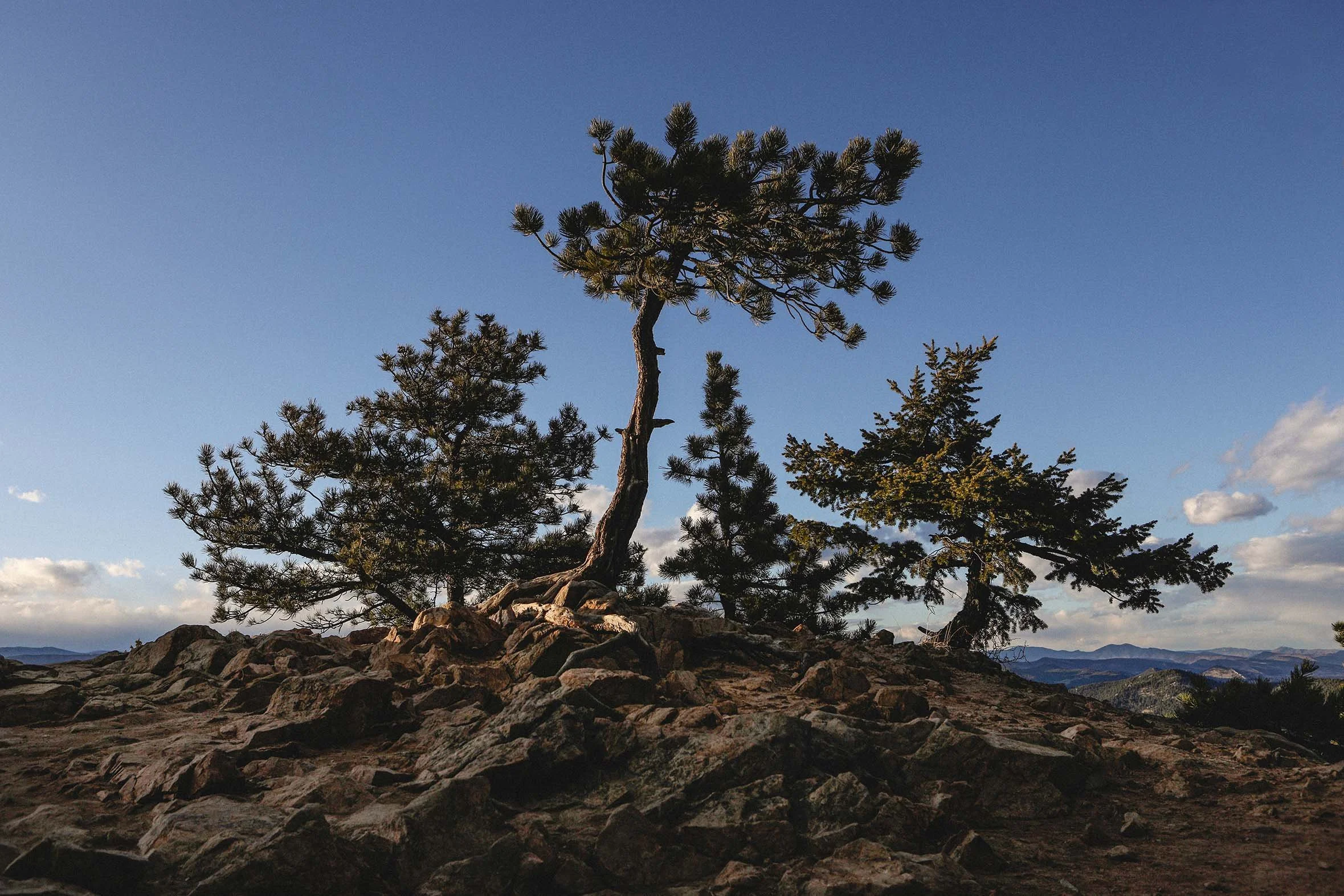 PiñonPine_Colorado2018online.jpg