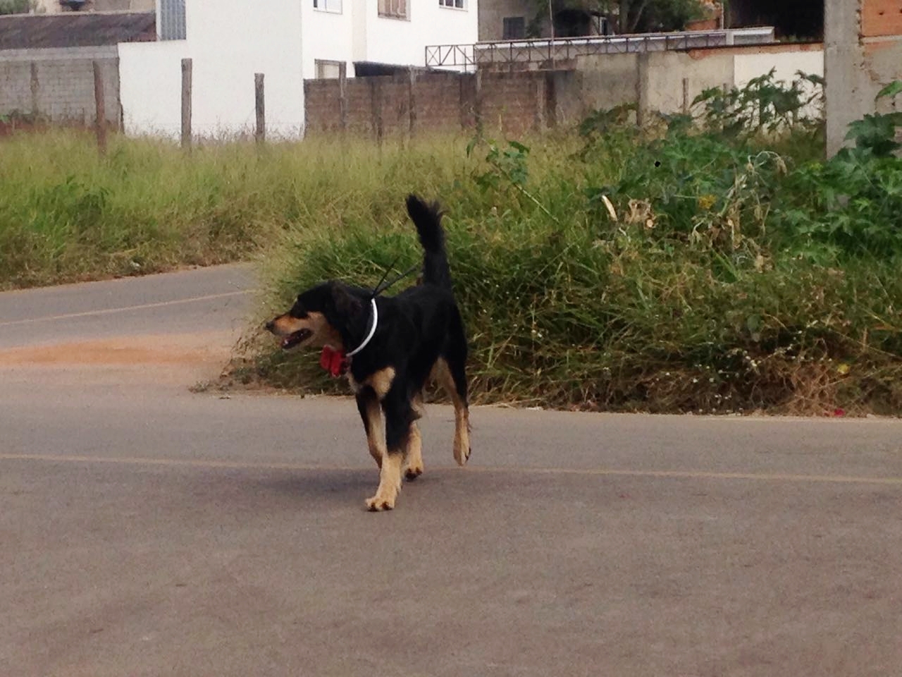 Eu não sabia, mas ela tinha uma dona que ficou furiosa quando viu a cadela com coleira. Consegui remediar a tempo (era muito dócil, eu deveria ter suspeitado que era domesticada)