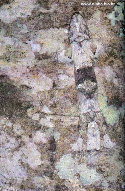 lagartixa333.jpg