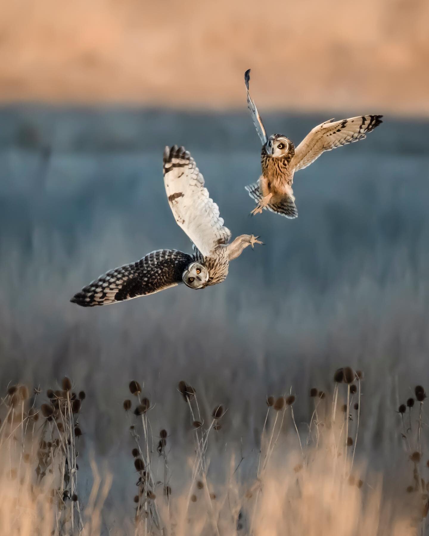 A couple of short eared owls play as they begin their late afternoon hunt for a meal.