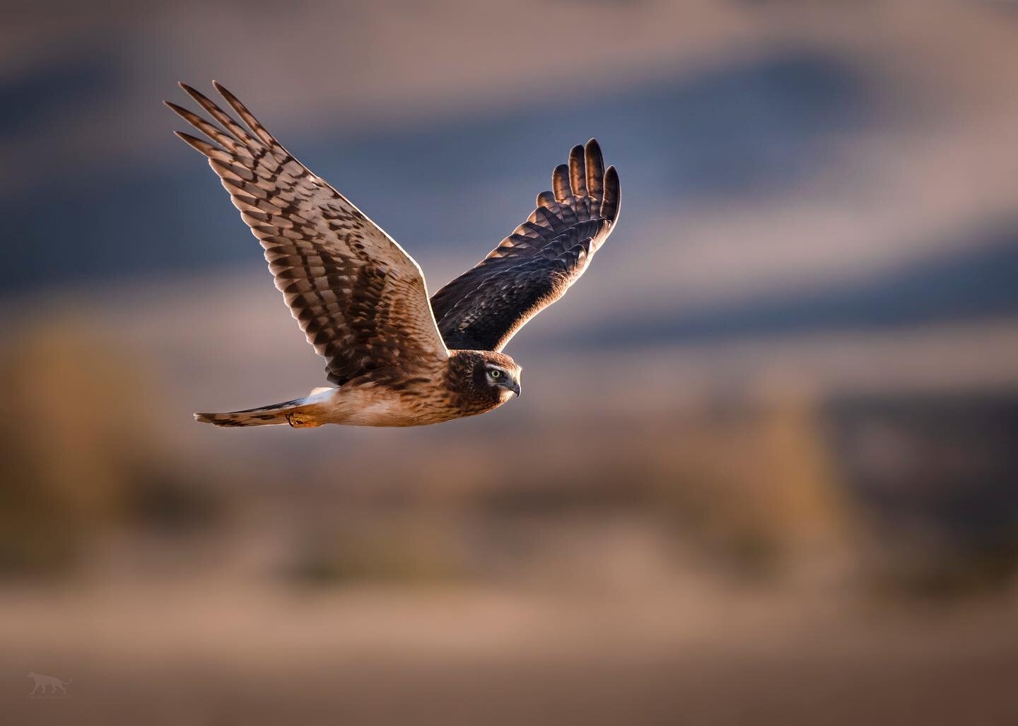 A northern harrier scans a dry meadow for a meal.