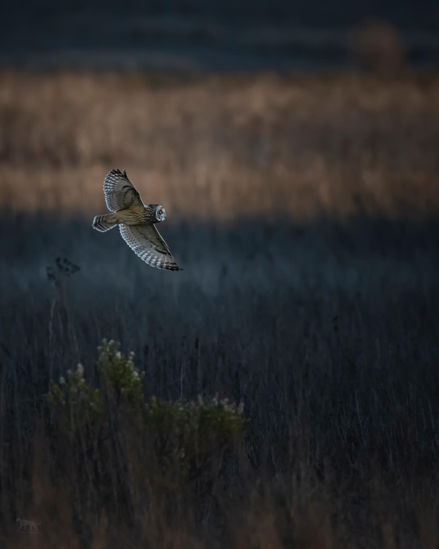 A short eared owl hunts an expansive meadow at sunset.