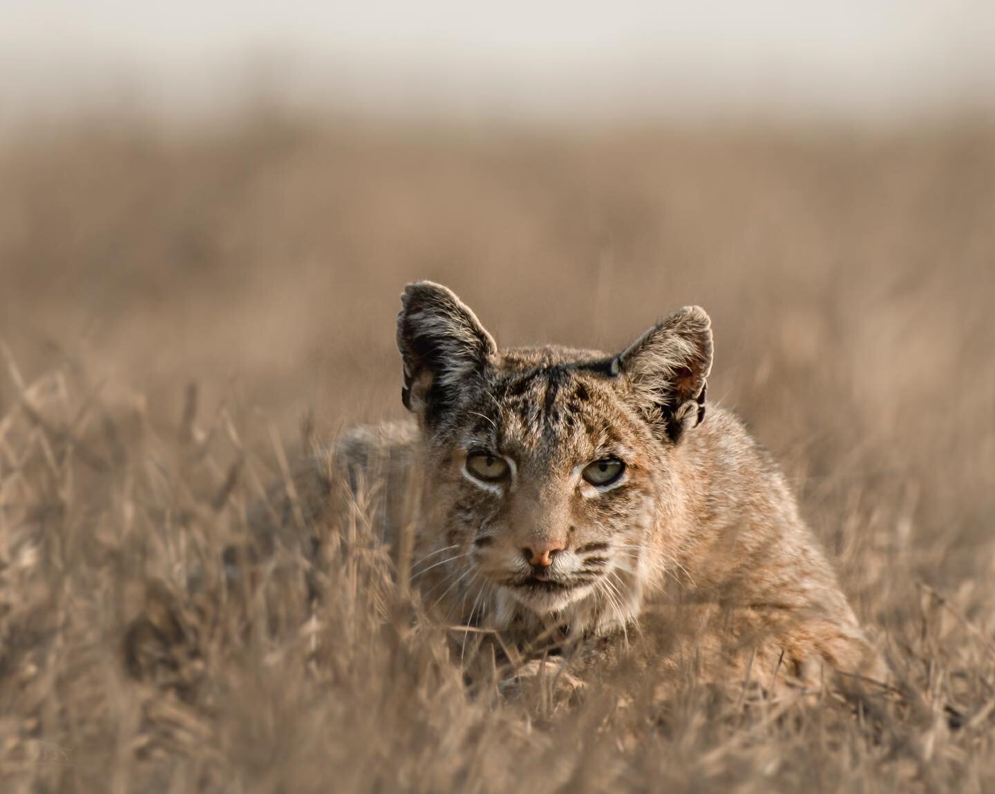 Late in California&rsquo;s dry season, a bobcat hunts an arid pasture. Without tall grasses to slink through, the cat relies heavily on its tawny coloration to  maintain stealth until the rains return and transform this palette from tawny to verdant.