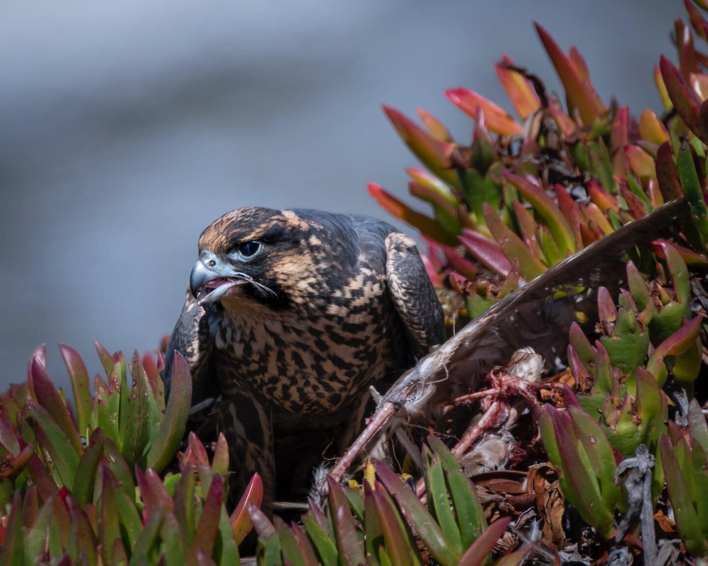 A juvenile peregrine falcon enjoys a meal on a cliff&rsquo;s edge.