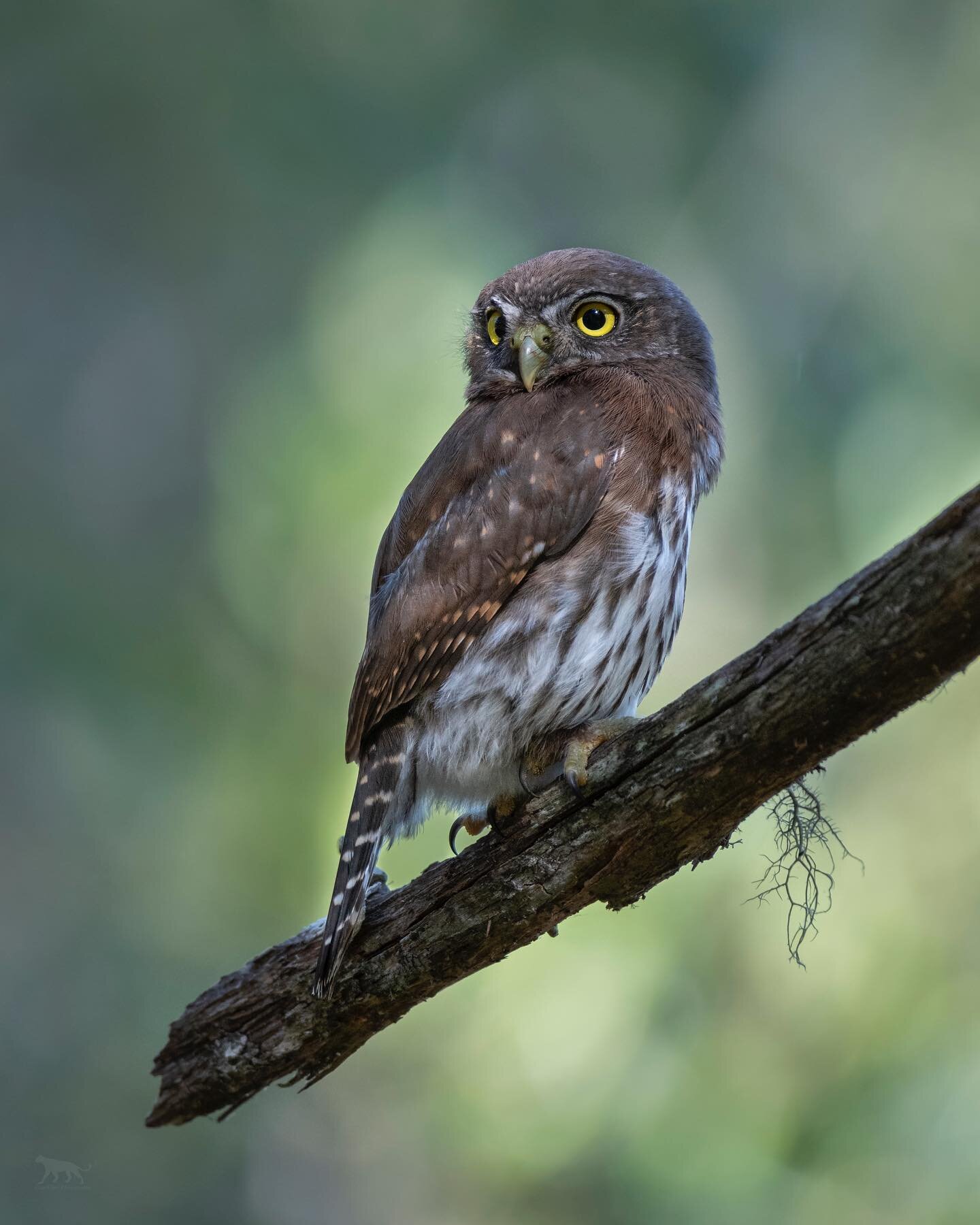 A dappled spotlight bathes a pygmy owl on its perch.