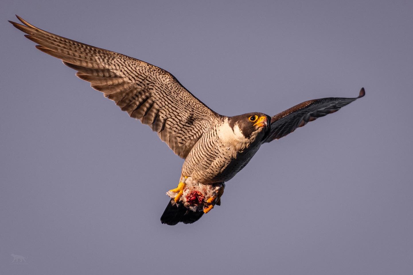 An adult peregrine falcon brings a half-eaten meal back to its young.