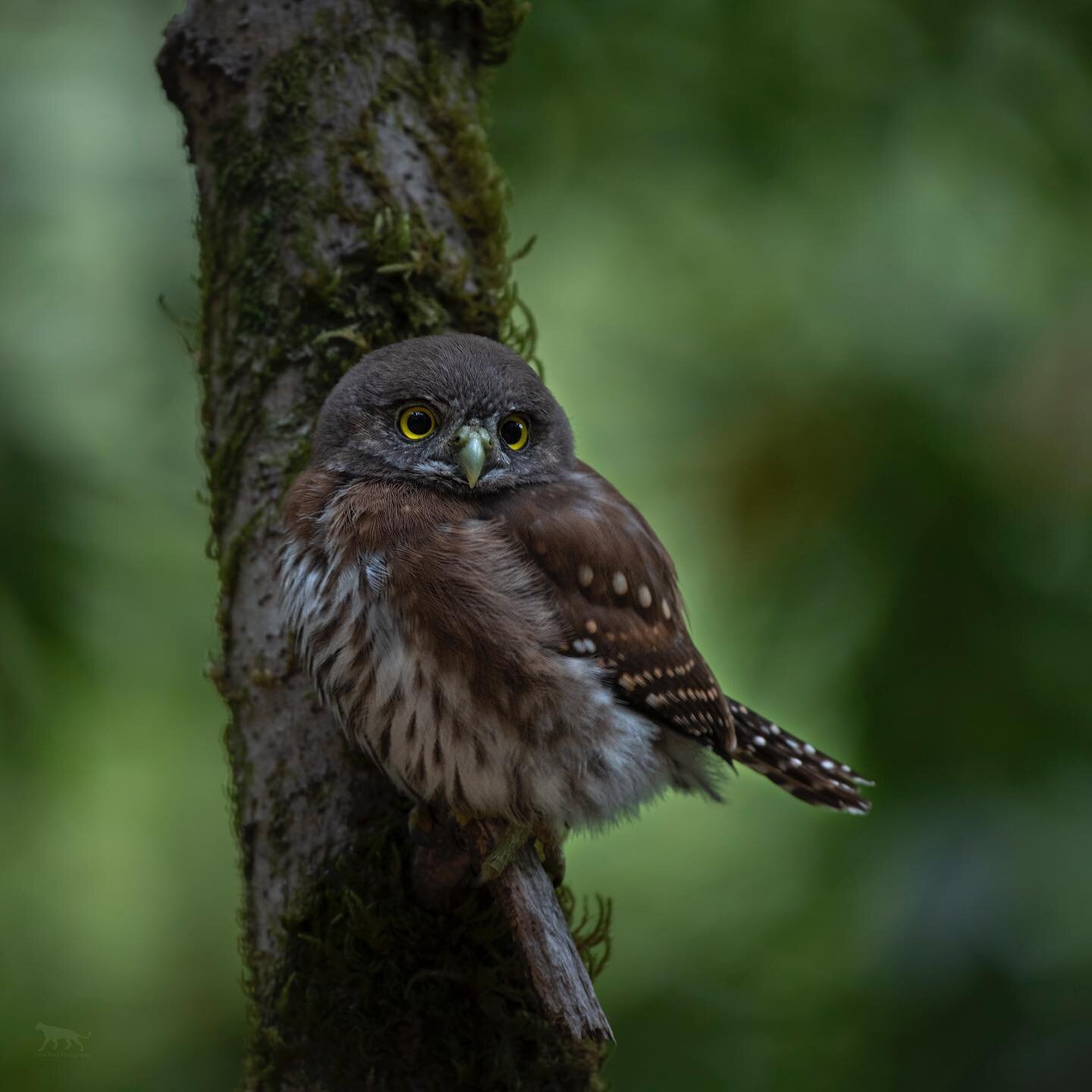 A juvenile pygmy owl pauses on a low perch in a bay woodland. Its four siblings were close by, and the group was leap frogging through the woods as the sun was setting, perhaps looking for a safe place to wait out the night. For the less owl-nerdy ou