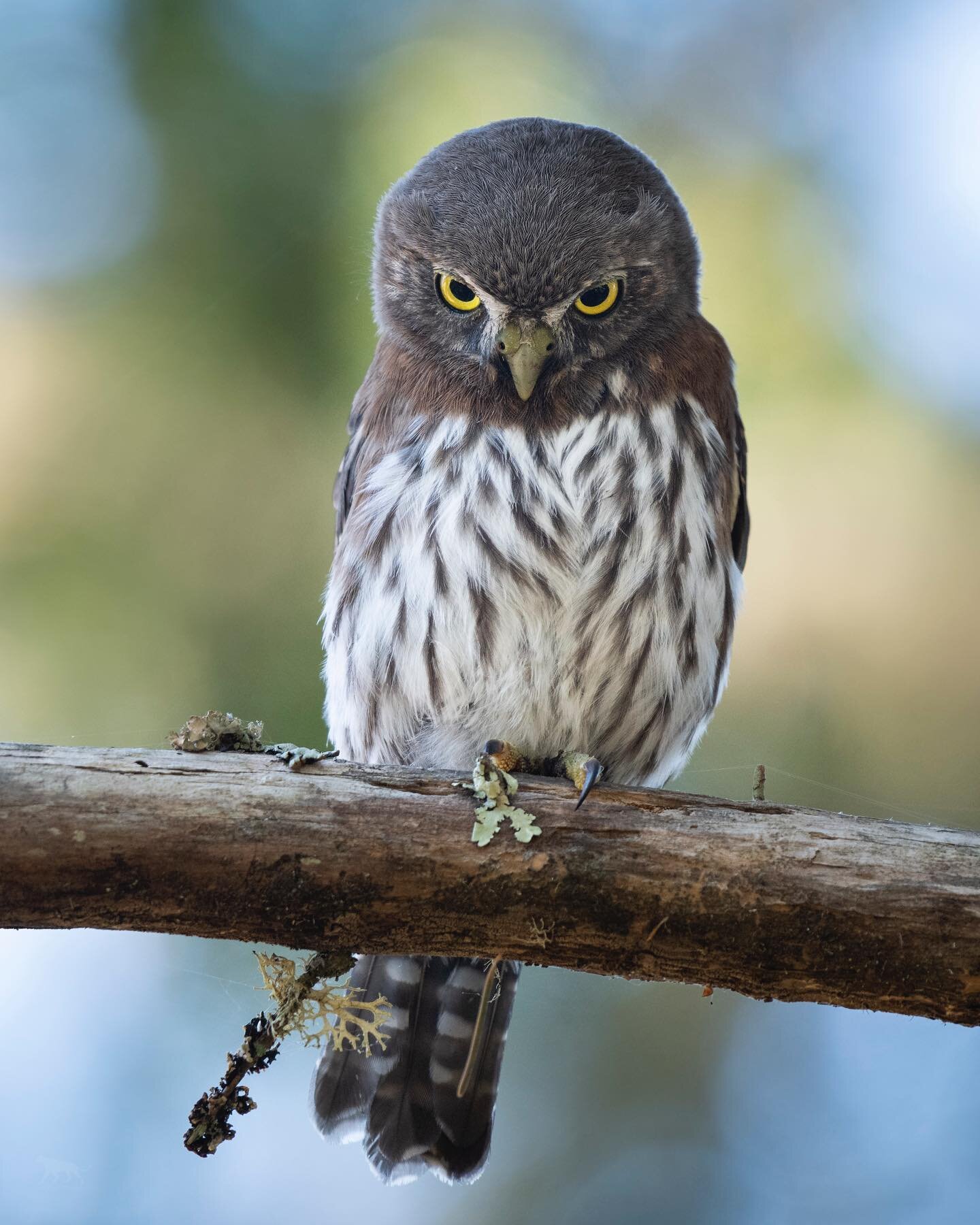 A northern pygmy owl employs its keen eyesight to target a meal.